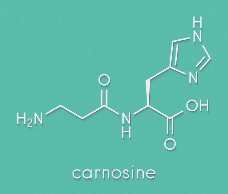 Carnosine Effects
