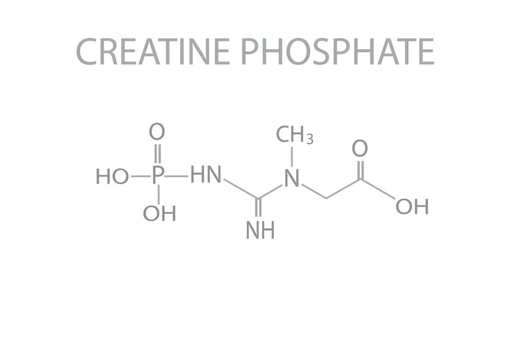 creatine phosphate