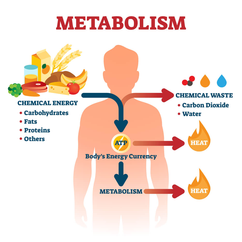 ways to increase metabolism