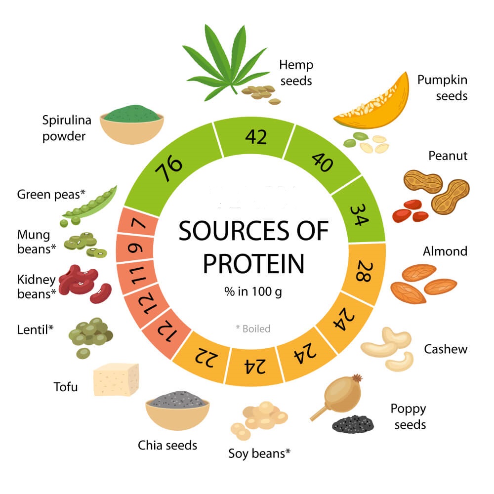 What are the sources of plant protein